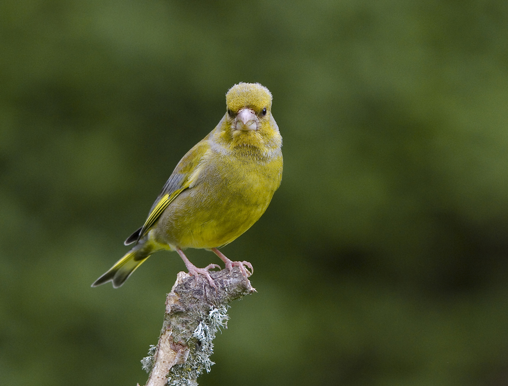 Greenfinch