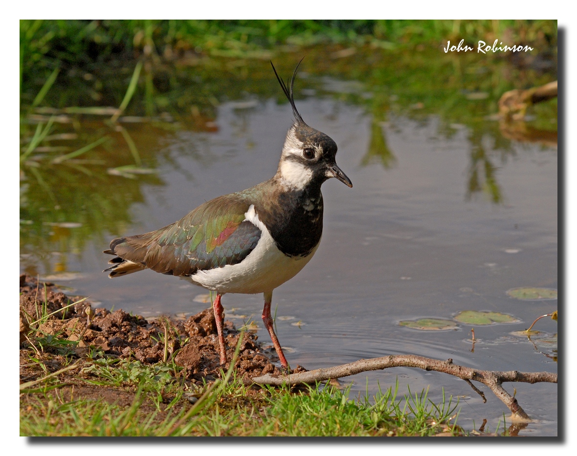 Lapwing(Green Plover)