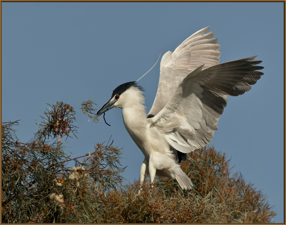 BC Night Heron