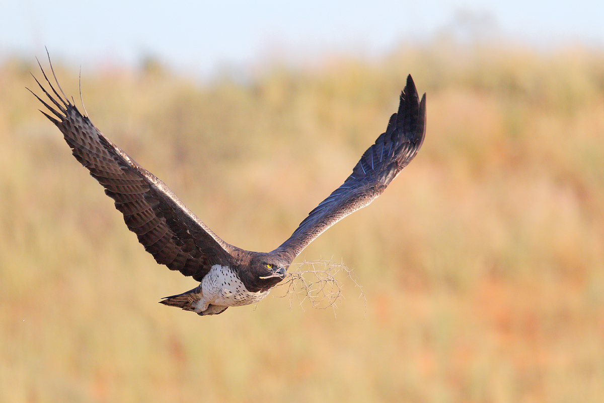 Martial Eagle