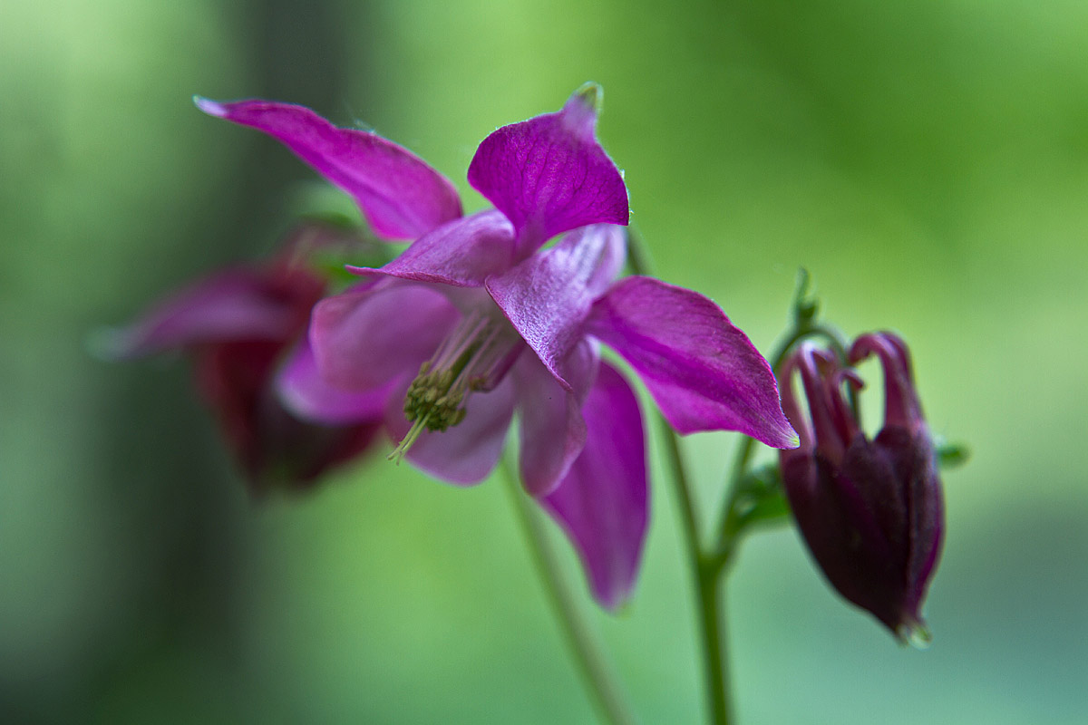 Columbine with repost