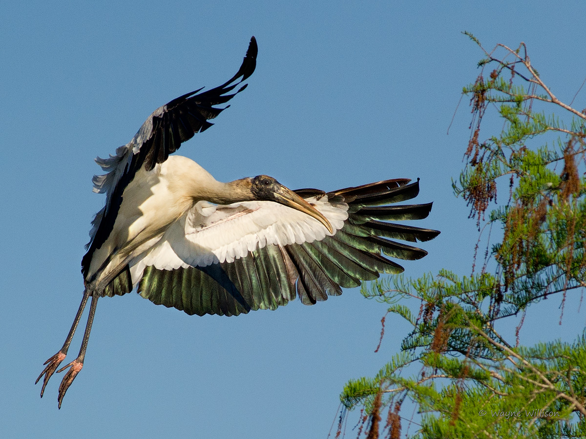 Wood Stork