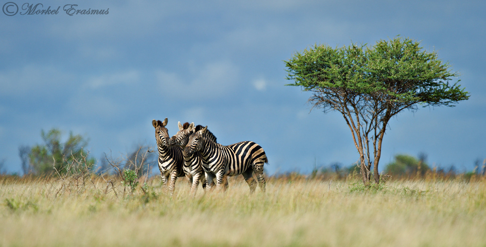 Plains Zebra on a plain