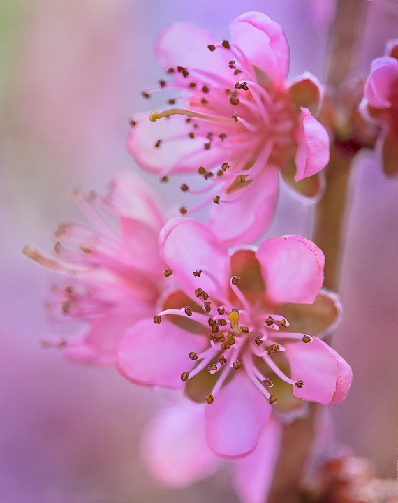 Peach Blossom Special #1