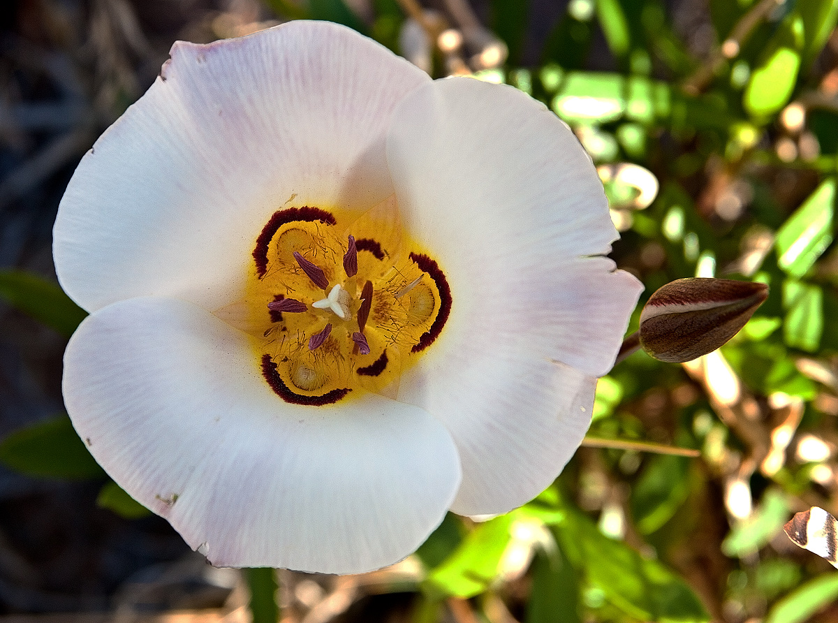 Sego Lily + Reposts
