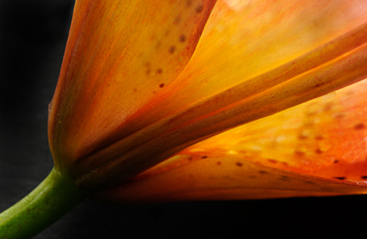 Backlit  Lily