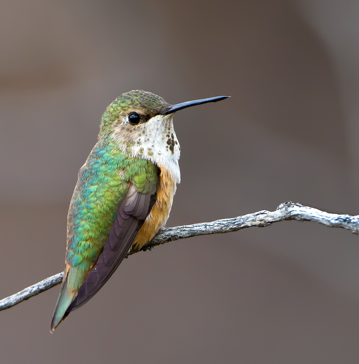 Rufous Hummingbird