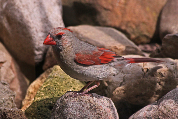 Cardinal on the rocks
