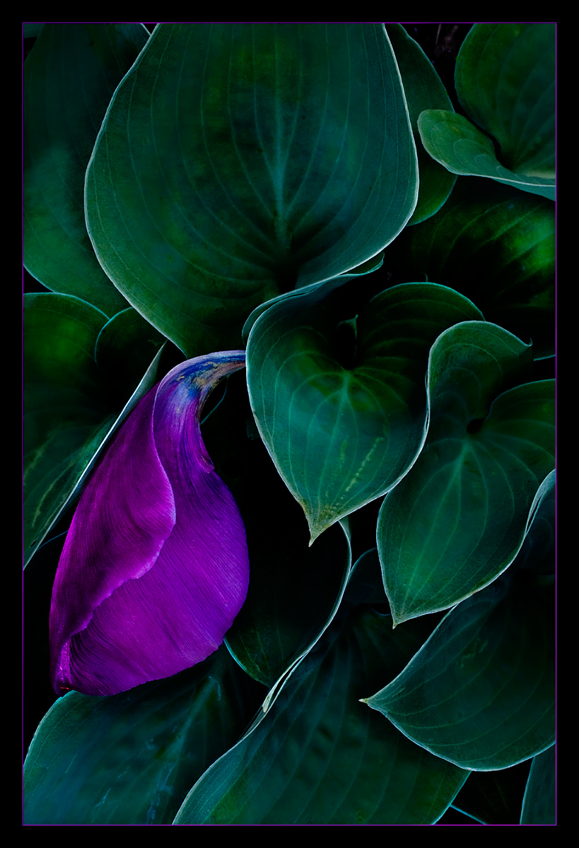 Hosta and Friend