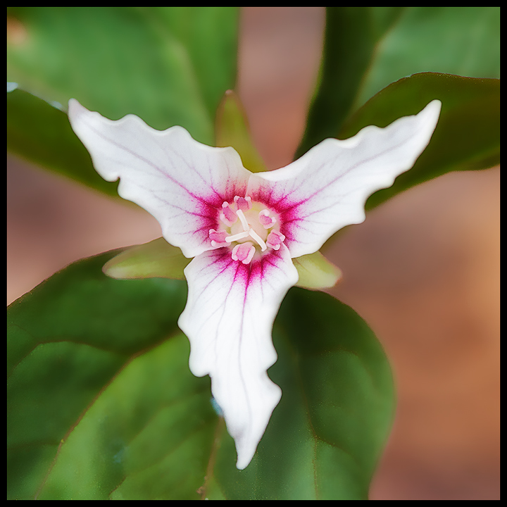 White Mountain Trillium