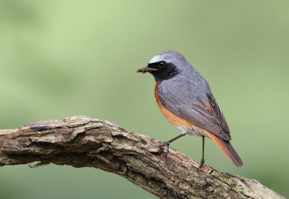 Redstart