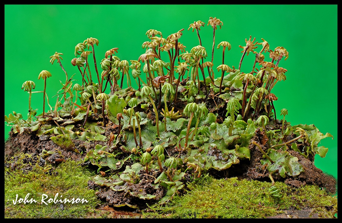 Fruiting Liverwort