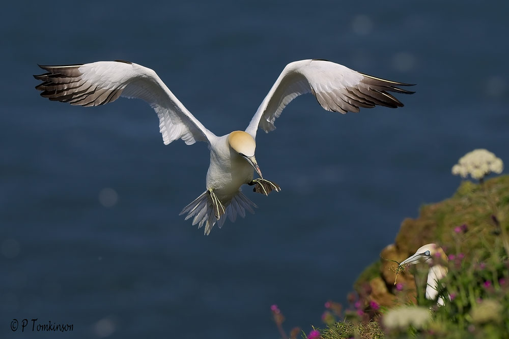 Gannet