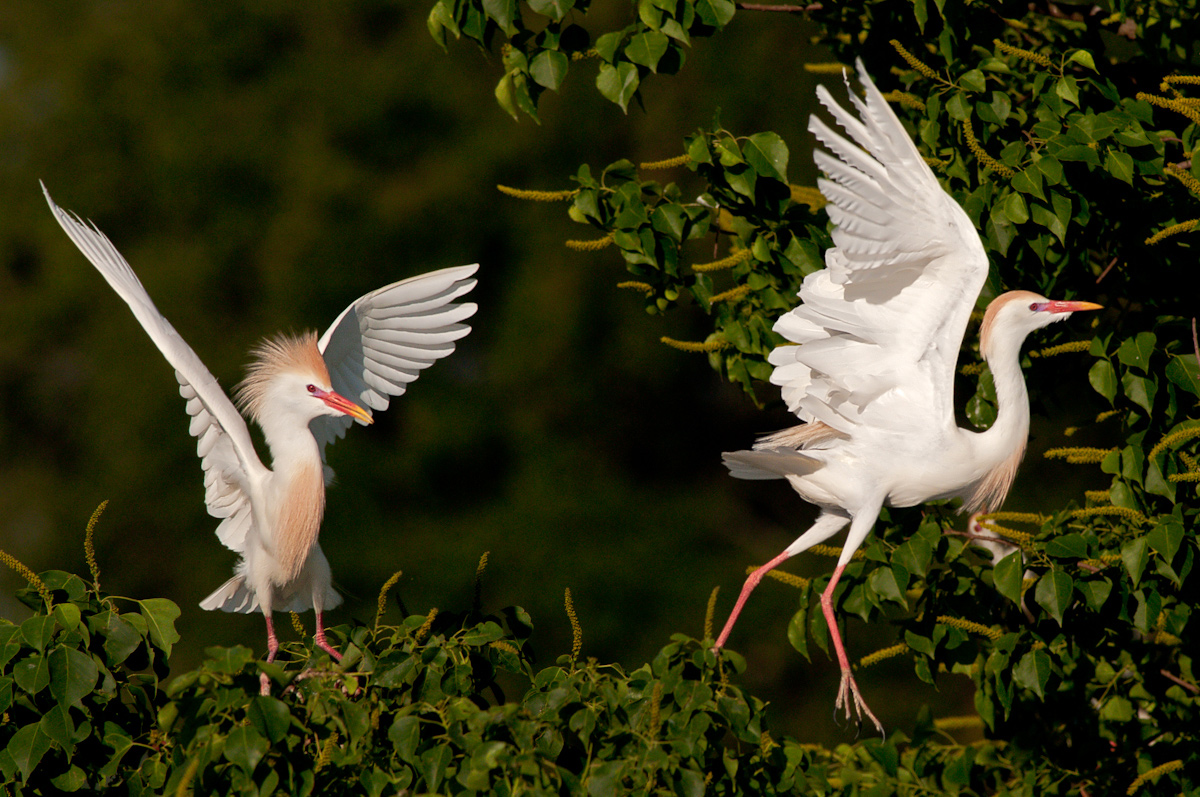 Cattle Egrets
