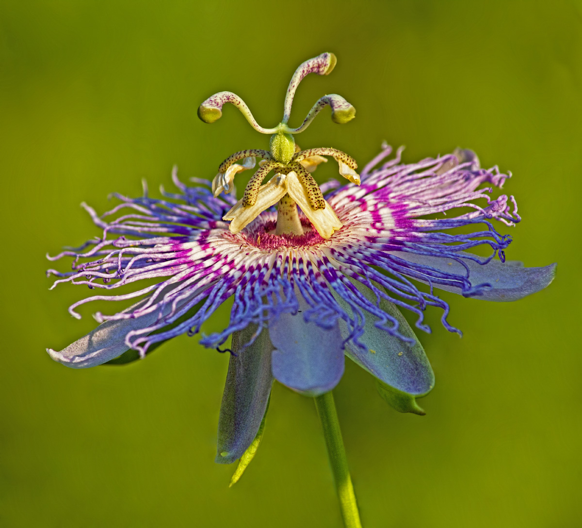 Purple Wildflower