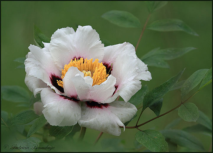 Snow Lotus