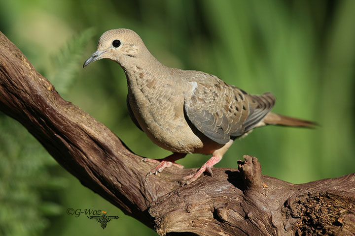 young mourning Dove