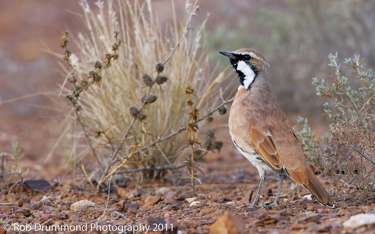 Cinnamon Quail-thrush