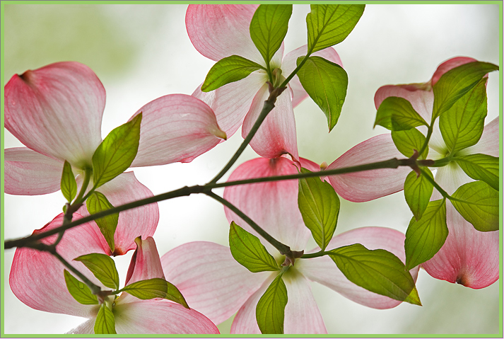 Pink Dogwood
