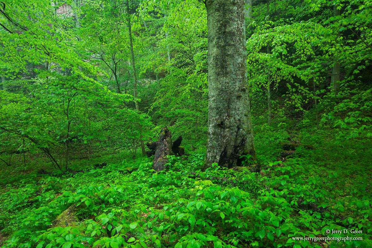 Enchanted Forest