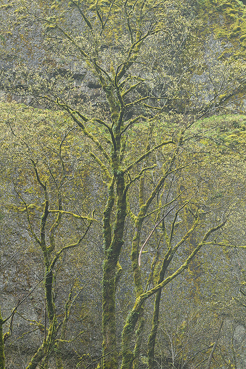Branching Out