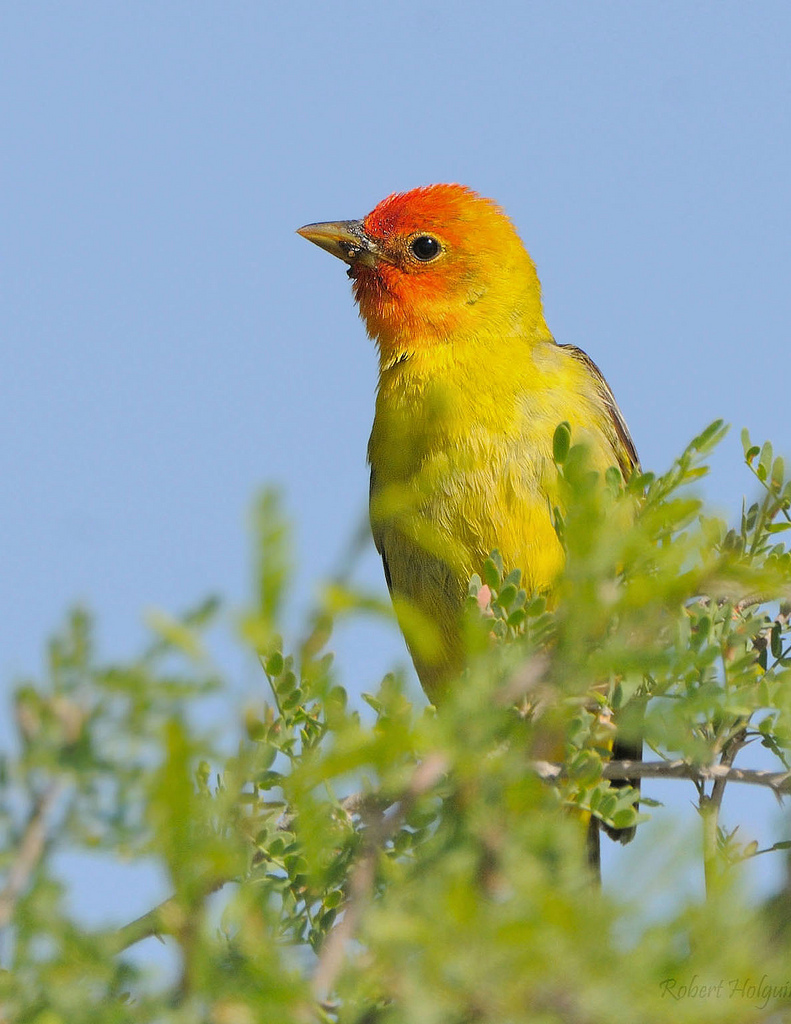 Western Tanager
