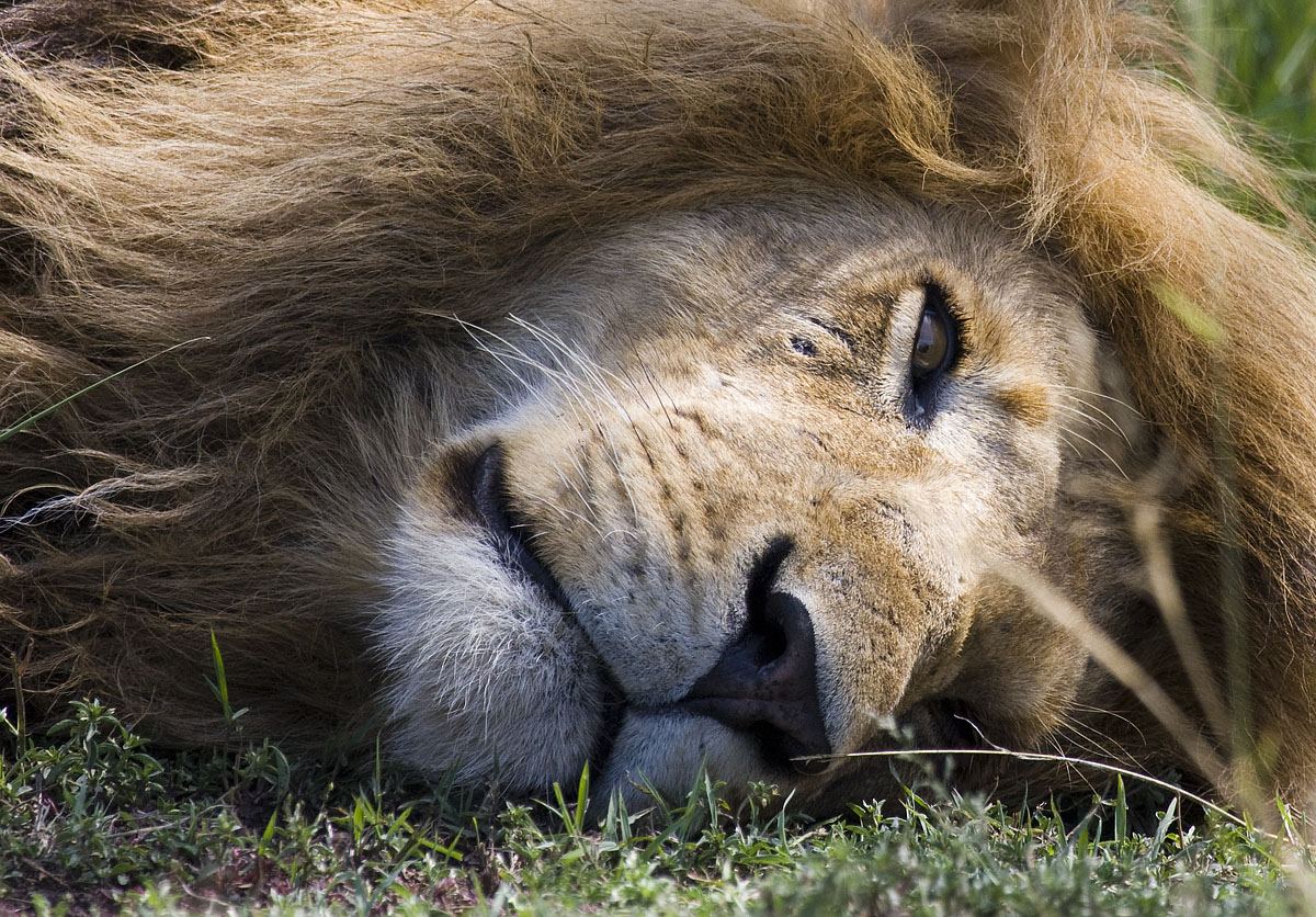 Lazy morning