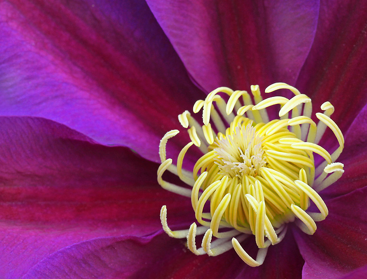 Radiating Clematis