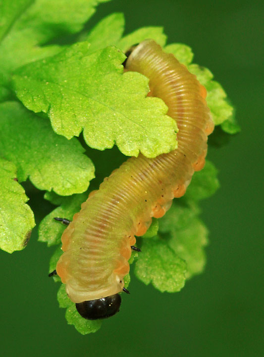 Parsley fern visitor