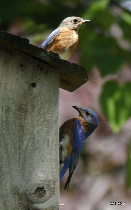 Bluebird Pair
