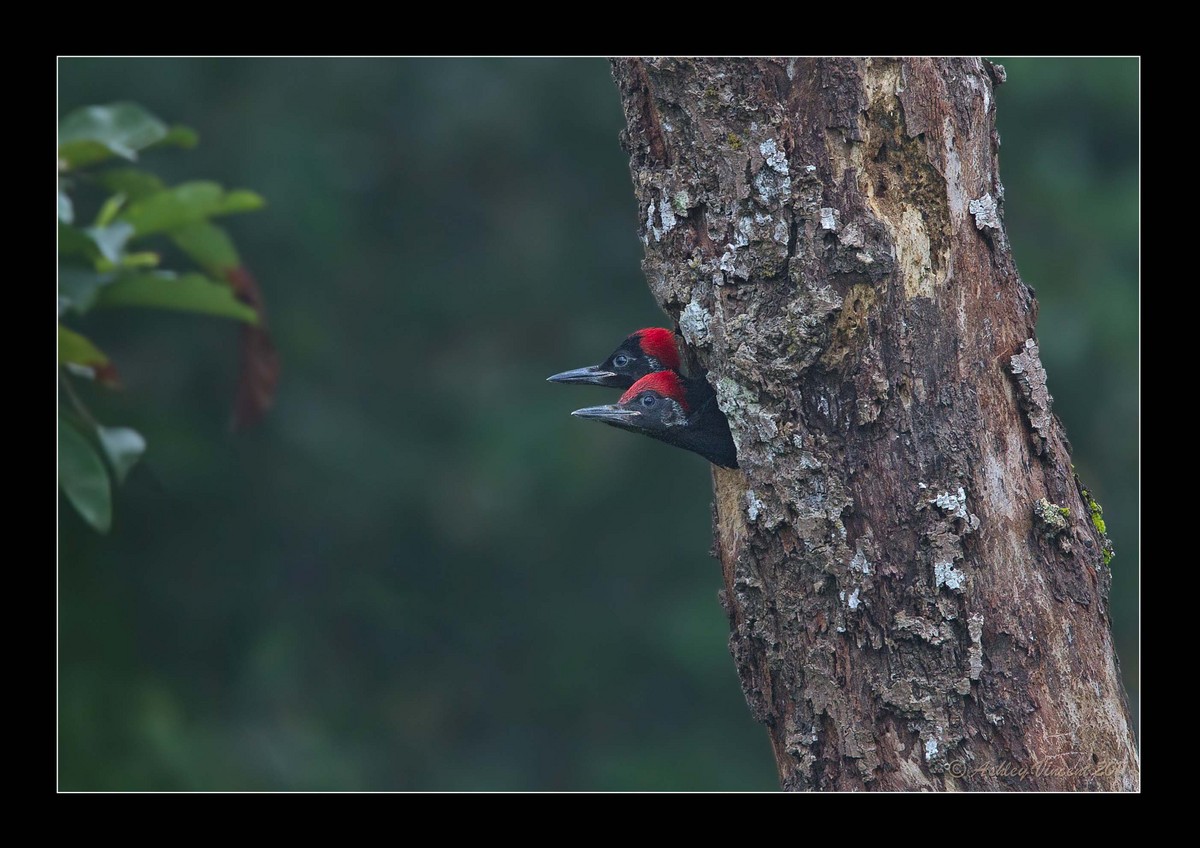 White-Bellied Woodpecker
