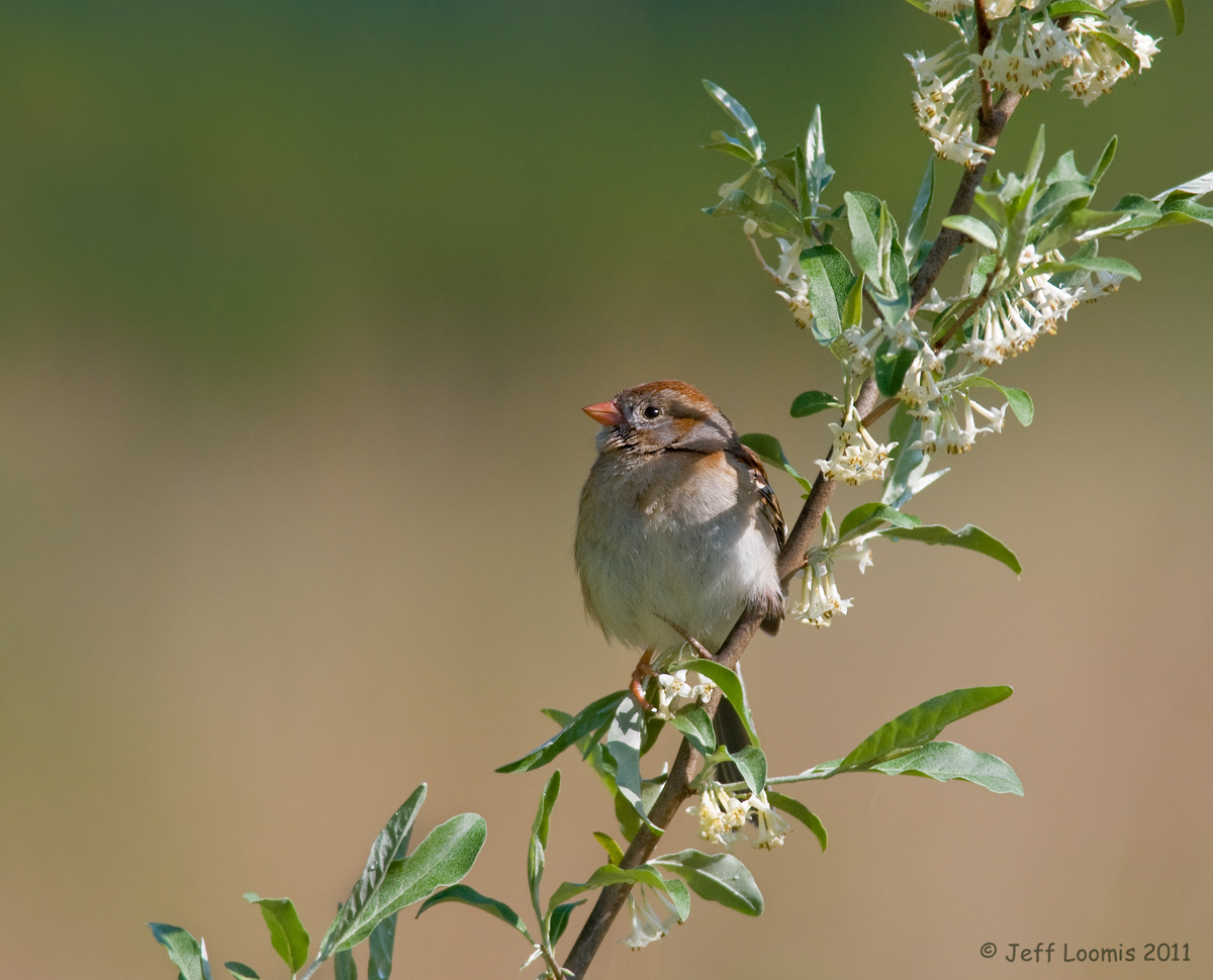 Field Sparrow - w/Repost