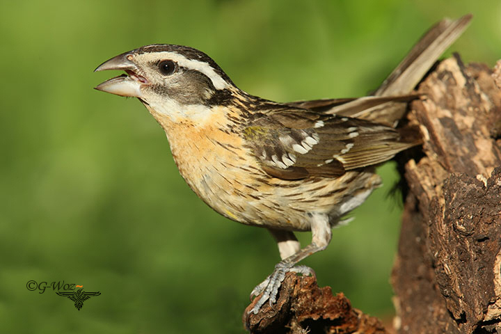 Black headed Grosbeak
