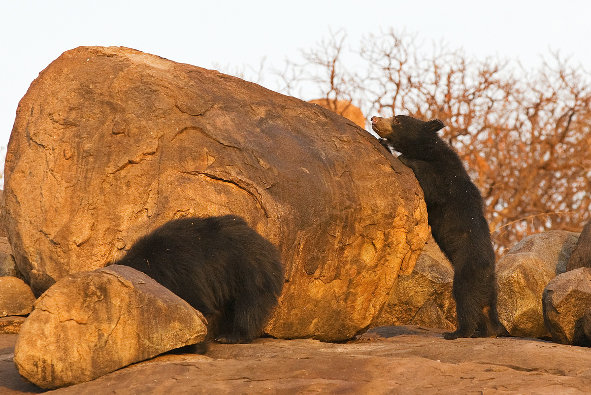 Hey I think its up here