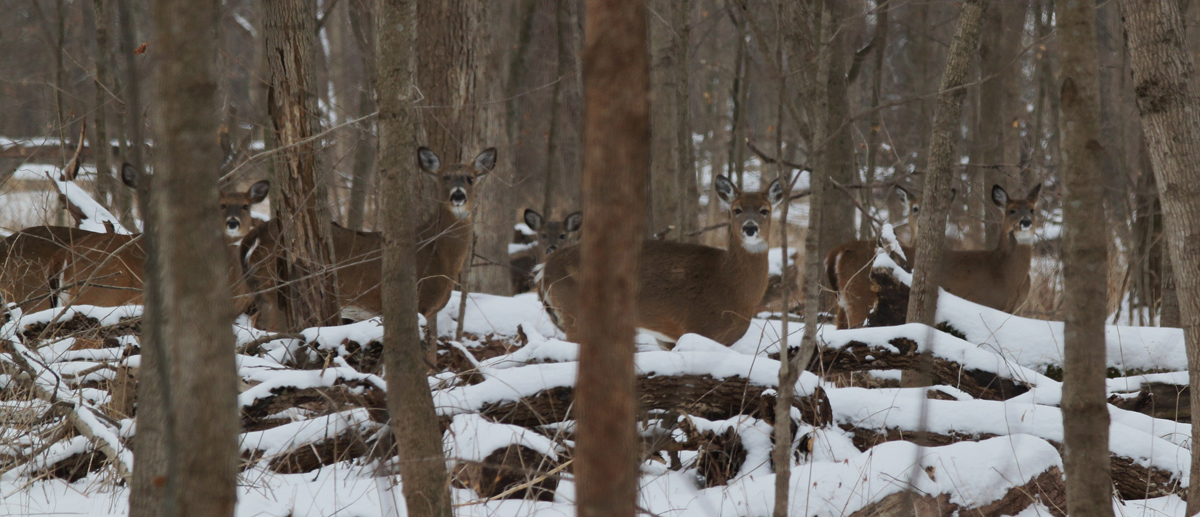winter whitetails