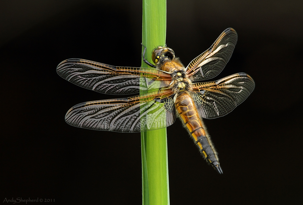 Four-spotted Chaser
