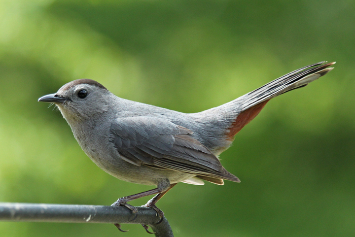 Cat bird