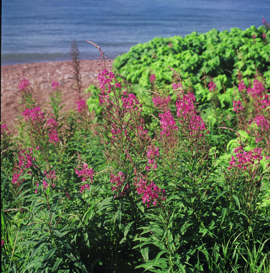 Fireweed Blooming