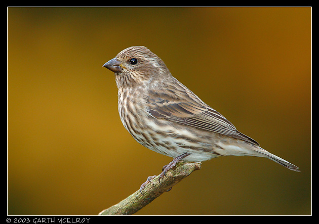 Female Purple Finch
