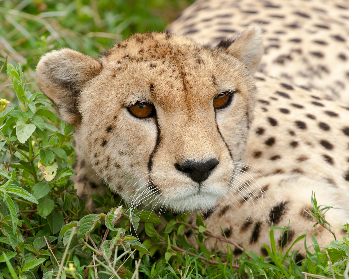 Vigilant Cheetah