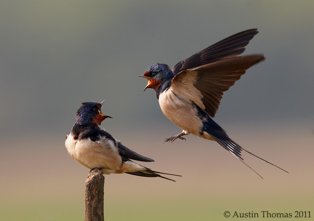 Swallows - Shouting !