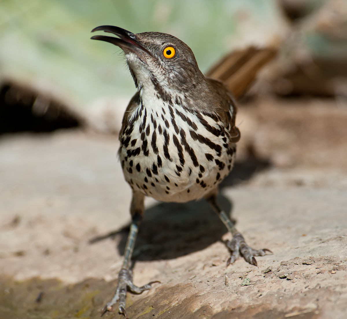Long-billed Thrasher