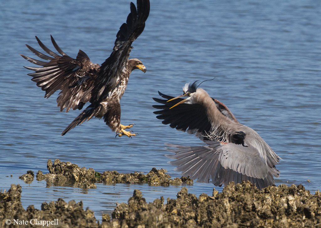 Bald Eagle vs GB Heron
