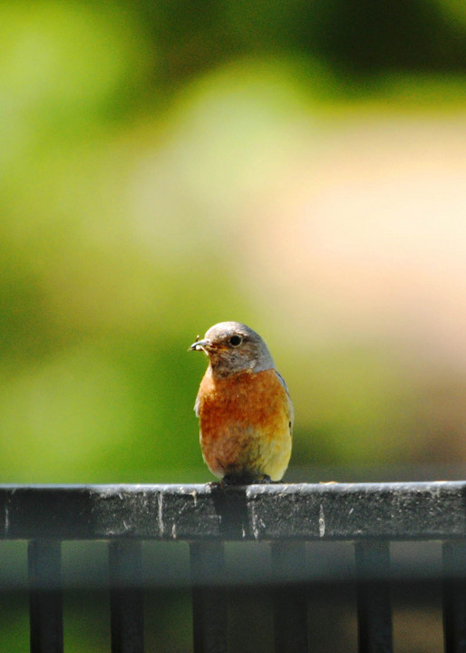 Unknown Bird