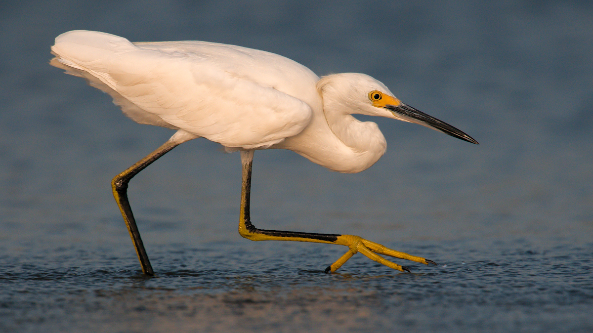 Snowy Egret