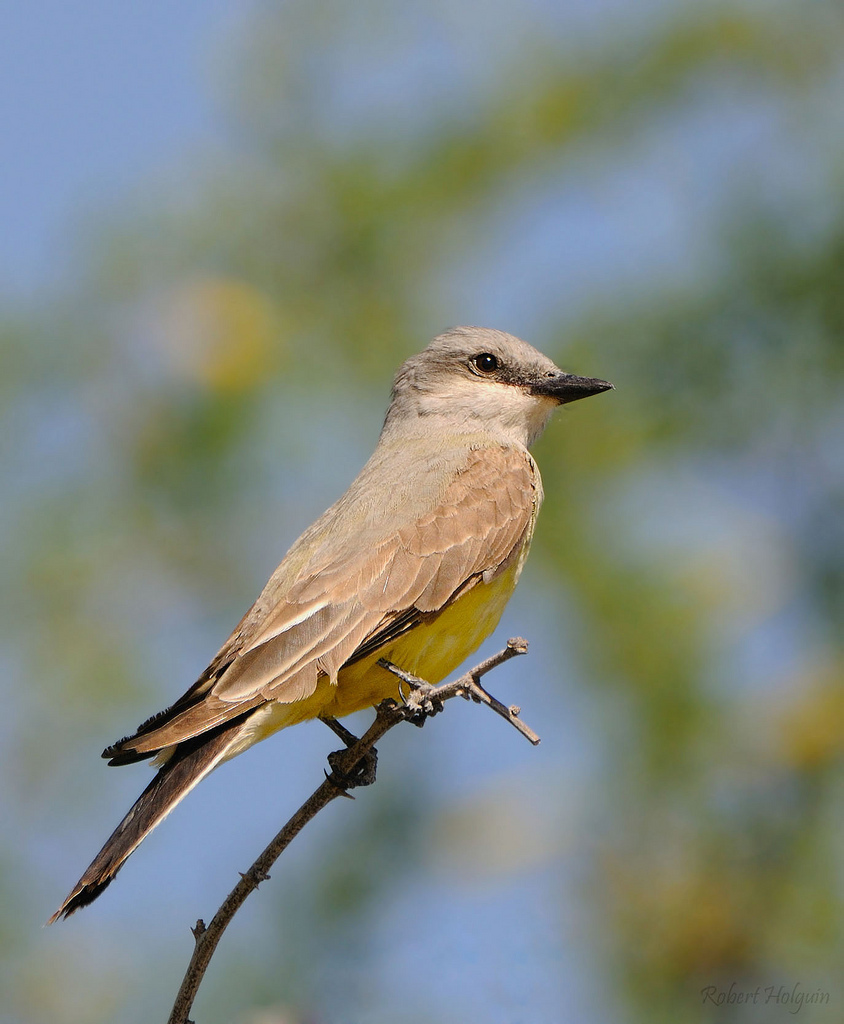 Western Kingbird