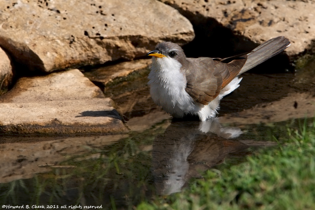 Yellow-billed Bather