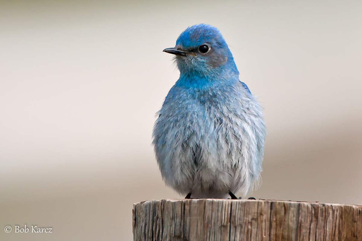 Mountain Bluebird