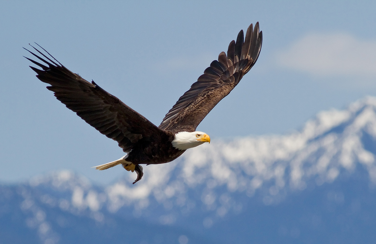 Bald Eagle with Fish