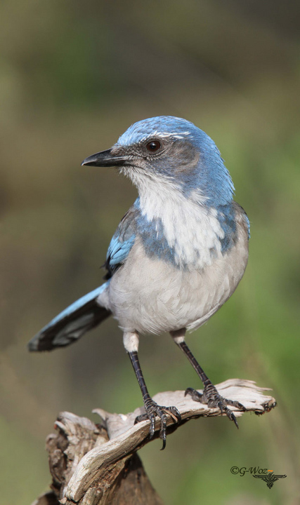 Scrub Jay